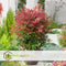 Plant in a Box - Nandina domestica Obsessed - Set van 2 - Hemelse Bamboe - Pot 17cm - Hoogte 25-40cm