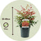 Plant in a Box - Nandina domestica Obsessed - Set van 2 - Hemelse Bamboe - Pot 17cm - Hoogte 25-40cm
