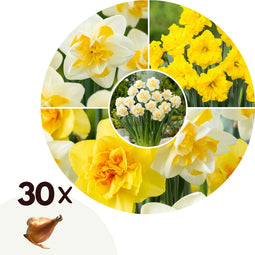 Plant in a Box - Narcissen Dubbel Mix - 30x Narcissenbollen - Vroegbloeiende winterharde bloembollen voor in de tuin