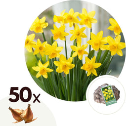 Plant in a Box - Narcissus Tête-à-Tête x50 - Narcisbollen - Meerjarige winterharde bloembollen voor in de tuin, terras of balkon