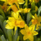 Plant in a Box - Narcissus Tête-à-Tête x50 - Narcisbollen - Meerjarige winterharde bloembollen voor in de tuin, terras of balkon