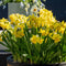 Plant in a Box - Narcissus Tête-à-Tête x50 - Narcisbollen - Meerjarige winterharde bloembollen voor in de tuin, terras of balkon