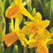 Plant in a Box - Narcissus Tête-à-Tête x50 - Narcisbollen - Meerjarige winterharde bloembollen voor in de tuin, terras of balkon