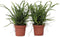 Plant in a Box - Nephrolepis Duffi - Krulvaren - Set van 2 - Pot 12cm - Hoogte 25-40cm