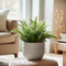 Plant in a Box - Nephrolepis Duffi - Krulvaren - Set van 2 - Pot 12cm - Hoogte 25-40cm