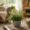 Plant in a Box - Nephrolepis Duffi - Krulvaren - Set van 2 - Pot 12cm - Hoogte 25-40cm