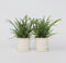 Plant in a Box - Nephrolepis Duffi - Krulvaren - Set van 2 - Pot 12cm - Hoogte 25-40cm