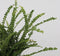 Plant in a Box - Nephrolepis Duffi - Krulvaren - Set van 2 - Pot 12cm - Hoogte 25-40cm