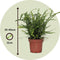 Plant in a Box - Nephrolepis Duffi - Krulvaren - Set van 2 - Pot 12cm - Hoogte 25-40cm