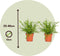 Plant in a Box - Nephrolepis Duffi - Krulvaren - Set van 2 - Pot 12cm - Hoogte 25-40cm