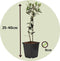 Plant in a Box - Olea Europaea - 2 olijfstruikjes - Pot 9cm - Hoogte 25-40cm