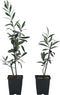 Plant in a Box - Olea Europaea - 2 olijfstruikjes - Pot 9cm - Hoogte 25-40cm