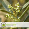 Plant in a Box - Olea Europaea - 2 olijfstruikjes - Pot 9cm - Hoogte 25-40cm
