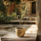 Plant in a Box - Olea Europaea - 2 olijfstruikjes - Pot 9cm - Hoogte 25-40cm