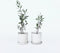 Plant in a Box - Olea Europaea - 2 olijfstruikjes - Pot 9cm - Hoogte 25-40cm