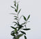 Plant in a Box - Olea Europaea - 2 olijfstruikjes - Pot 9cm - Hoogte 25-40cm