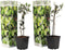 Plant in a Box - Olea Europaea - 2 olijfstruikjes - Pot 9cm - Hoogte 25-40cm
