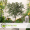 Plant in a Box - Olea Europaea - 2 olijfstruikjes - Pot 9cm - Hoogte 25-40cm