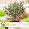 Plant in a Box - Olea Europaea - 2 olijfstruikjes - Pot 9cm - Hoogte 25-40cm