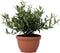 Plant in a Box - Olea Europaea - Bonsai Olijfboom in Schaal - Pot 21cm - Hoogte 30-40cm