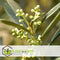 Plant in a Box - Olea Europaea - Bonsai Olijfboom in Schaal - Pot 21cm - Hoogte 30-40cm