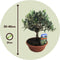 Plant in a Box - Olea Europaea - Bonsai Olijfboom in Schaal - Pot 21cm - Hoogte 30-40cm