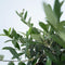 Plant in a Box - Olea Europaea - Bonsai Olijfboom in Schaal - Pot 21cm - Hoogte 30-40cm