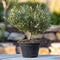 Plant in a Box - Olea Europaea - Bonsai Olijfboom in Schaal - Pot 21cm - Hoogte 30-40cm
