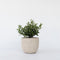 Plant in a Box - Olea Europaea - Bonsai Olijfboom in Schaal - Pot 21cm - Hoogte 30-40cm