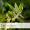Plant in a Box - Olea Europaea - Bonsai Olijfboom in Schaal - Pot 21cm - Hoogte 30-40cm