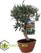 Plant in a Box - Olea Europaea - Bonsai Olijfboom in Schaal - Pot 21cm - Hoogte 30-40cm