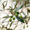 Plant in a Box - Olea Europaea - Bonsai Olijfboom in Schaal - Pot 21cm - Hoogte 30-40cm