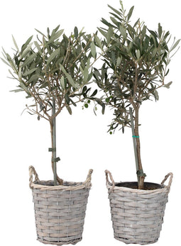 Plant in a Box - Olea Europaea - Set van 2 - Olijfboom op stam in mand - Pot 14cm - Hoogte 50-60cm