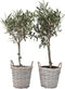 Plant in a Box - Olea Europaea - Set van 2 - Olijfboom op stam in mand - Pot 14cm - Hoogte 50-60cm