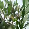 Plant in a Box - Olea Europaea - Set van 2 - Olijfboom op stam in mand - Pot 14cm - Hoogte 50-60cm