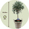 Plant in a Box - Olea Europaea - Set van 2 - Olijfboom op stam in mand - Pot 14cm - Hoogte 50-60cm
