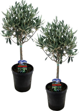 Plant in a Box - Olea Europaea - Set van 2 - Olijfboom op stam - Pot 14cm - Hoogte 50-60cm