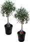 Plant in a Box - Olea Europaea - Set van 2 - Olijfboom op stam - Pot 14cm - Hoogte 50-60cm