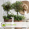 Plant in a Box - Olea Europaea - Set van 2 - Olijfboom op stam - Pot 14cm - Hoogte 50-60cm