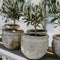 Plant in a Box - Olea Europaea - Set van 2 - Olijfboom op stam - Pot 14cm - Hoogte 50-60cm