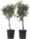 Plant in a Box - Olea Europaea - Set van 2 - Olijfboom op stam - Pot 14cm - Hoogte 50-60cm