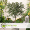 Plant in a Box - Olea Europaea - Set van 2 - Olijfboom op stam - Pot 14cm - Hoogte 50-60cm
