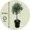 Plant in a Box - Olea Europaea - Set van 2 - Olijfboom op stam - Pot 14cm - Hoogte 50-60cm