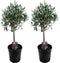 Plant in a Box - Olea Europaea - Set van 2 - Olijfboom op stam - Pot 14cm - Hoogte 50-60cm