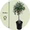 Plant in a Box - Olea Europaea - Set van 2 - Olijfboom op stam - Pot 14cm - Hoogte 50-60cm
