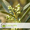 Plant in a Box - Olea Europaea - Set van 2 - Olijfboom op stam - Pot 14cm - Hoogte 50-60cm