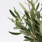 Plant in a Box - Olea Europaea - Set van 2 - Olijfboom op stam - Pot 14cm - Hoogte 50-60cm