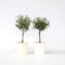 Plant in a Box - Olea Europaea - Set van 2 - Olijfboom op stam - Pot 14cm - Hoogte 50-60cm