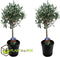 Plant in a Box - Olea Europaea - Set van 2 - Olijfboom op stam - Pot 14cm - Hoogte 50-60cm