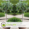 Plant in a Box - Olea Europaea - Set van 2 - Olijfboom op stam - Pot 14cm - Hoogte 50-60cm
